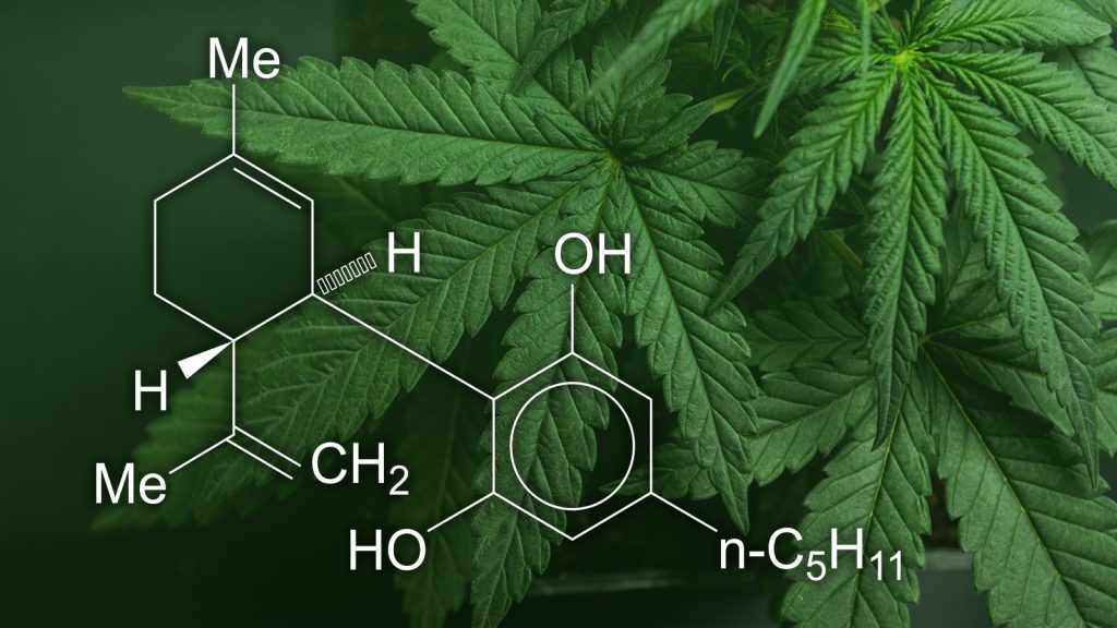 Medical Cannabis Therapy - everything you need to know about THC prescriptions